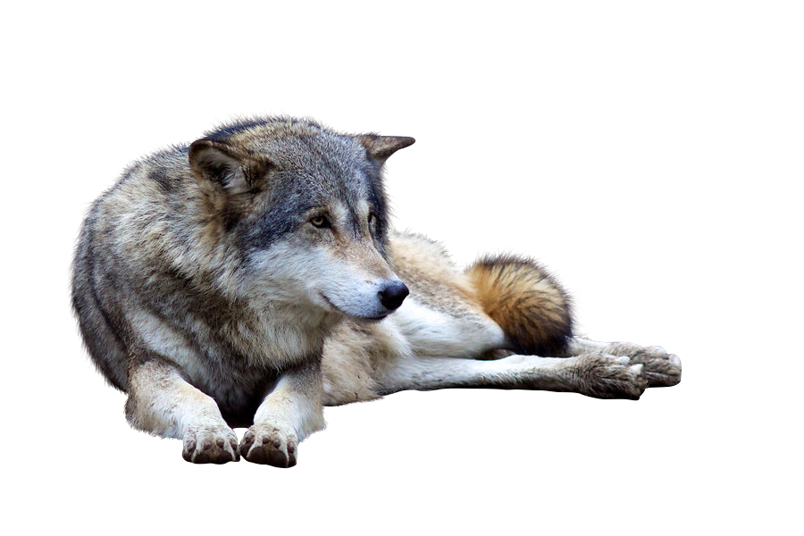 Wolf PNG transparent image download, size: 1024x777px