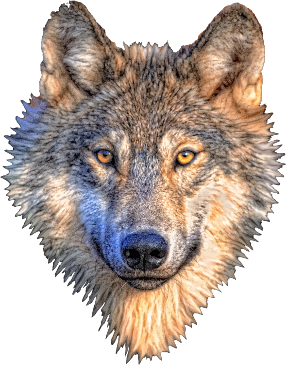 Gray Wolf PNG Transparent Images Free Download