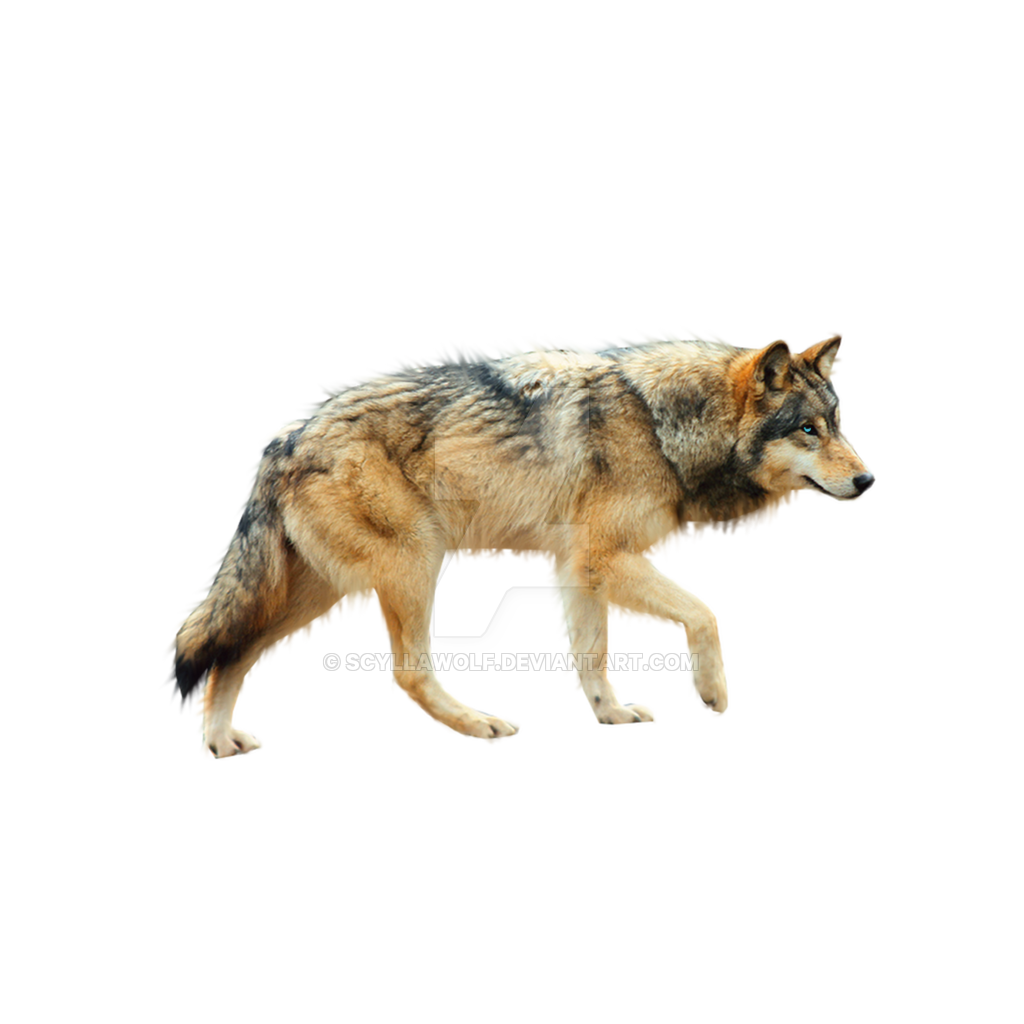 transparent running wolf gif #19450