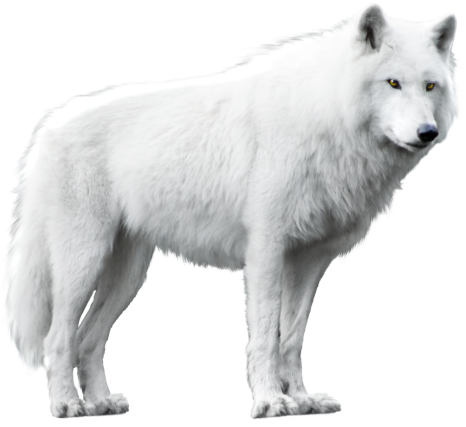 white wolf isolated rhabwar troll deviantart #19483