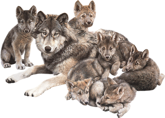 Wolf PNG Images, Free Download - Free Transparent PNG Logos