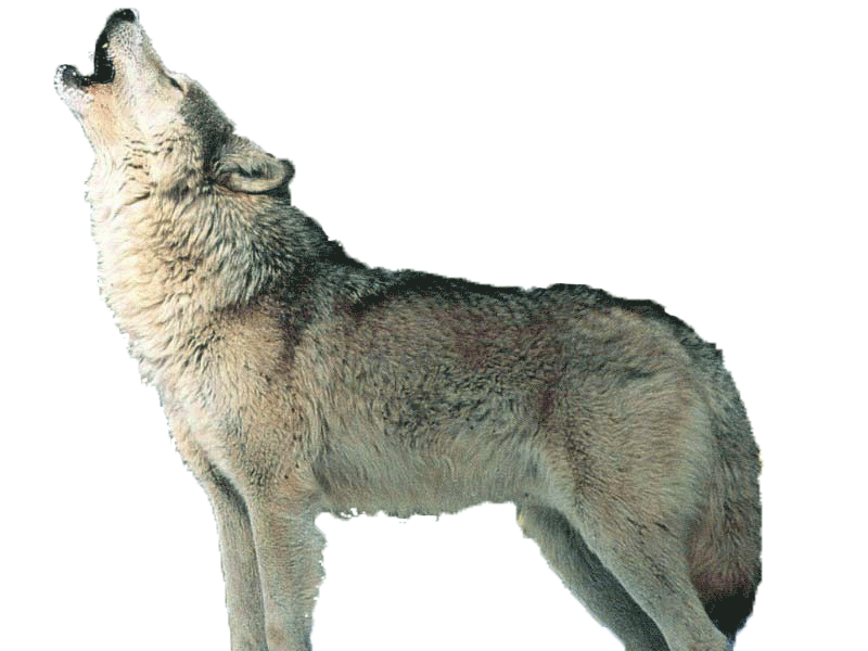 Wolf transparent background 12893848 PNG