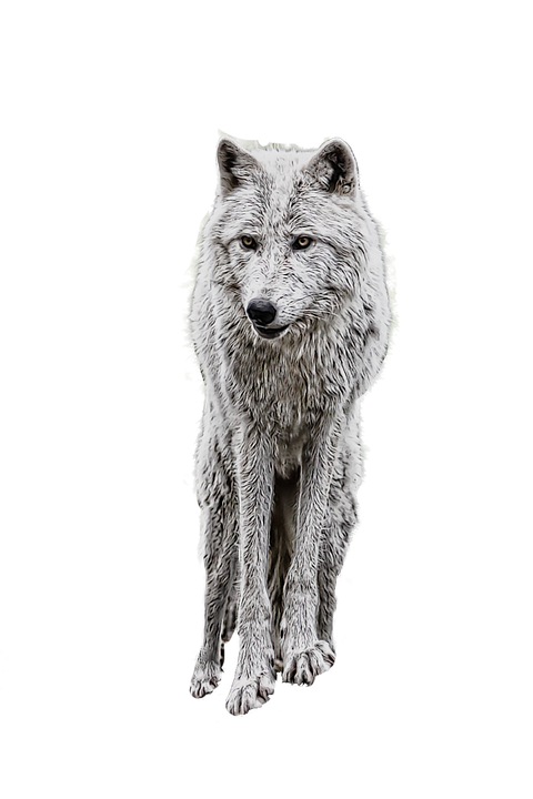 wolf photo manipulation white image pixabay #19478