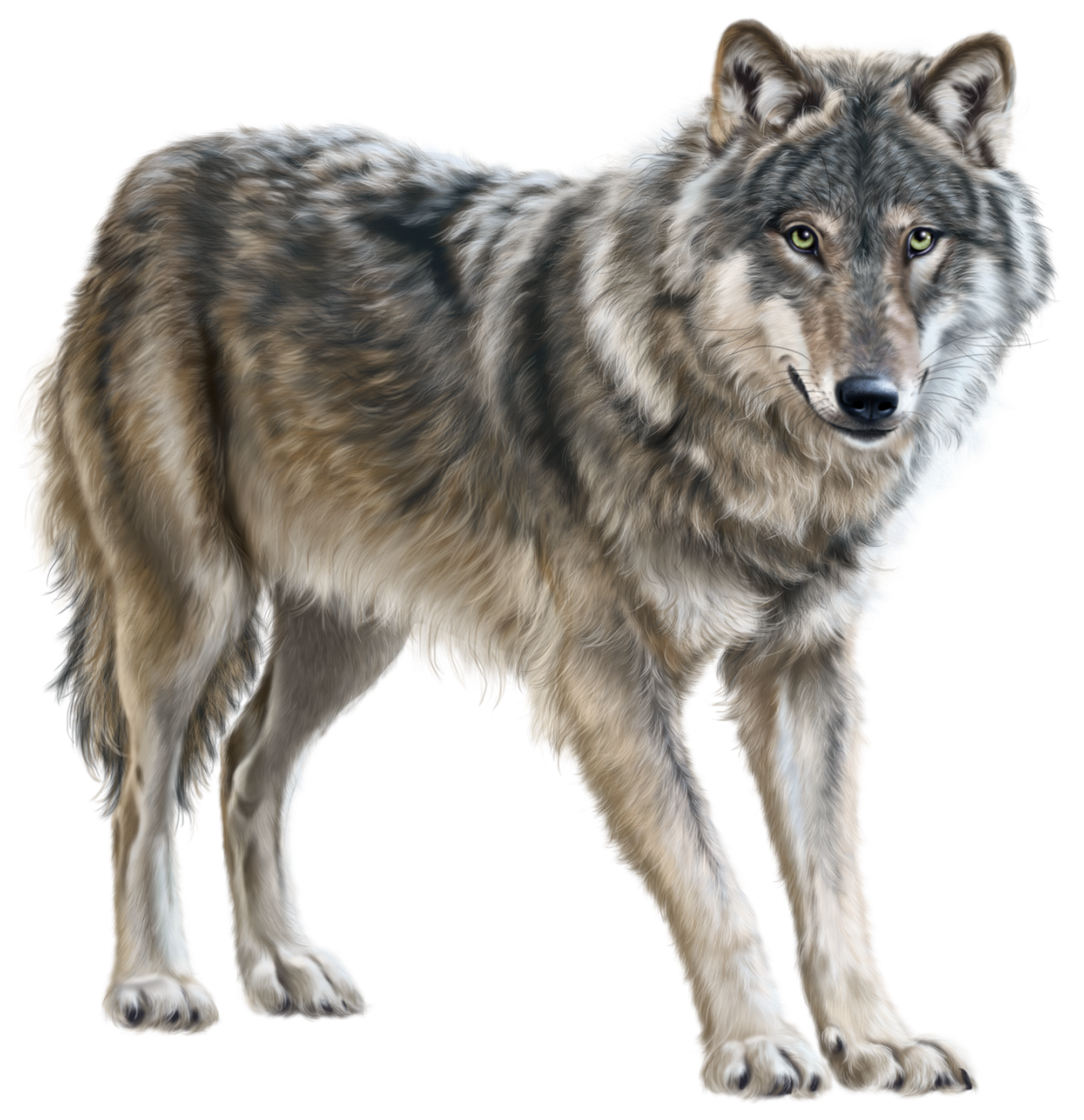 Wolf PNG Images  Free Photos, PNG Stickers, Wallpapers