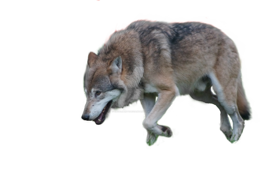 wolf png gayaliberty deviantart #19473