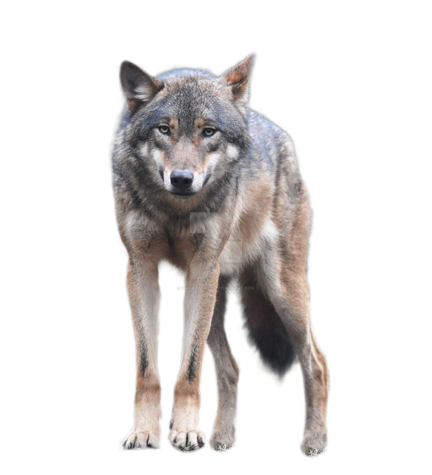 wolf png gayaliberty deviantart #19427