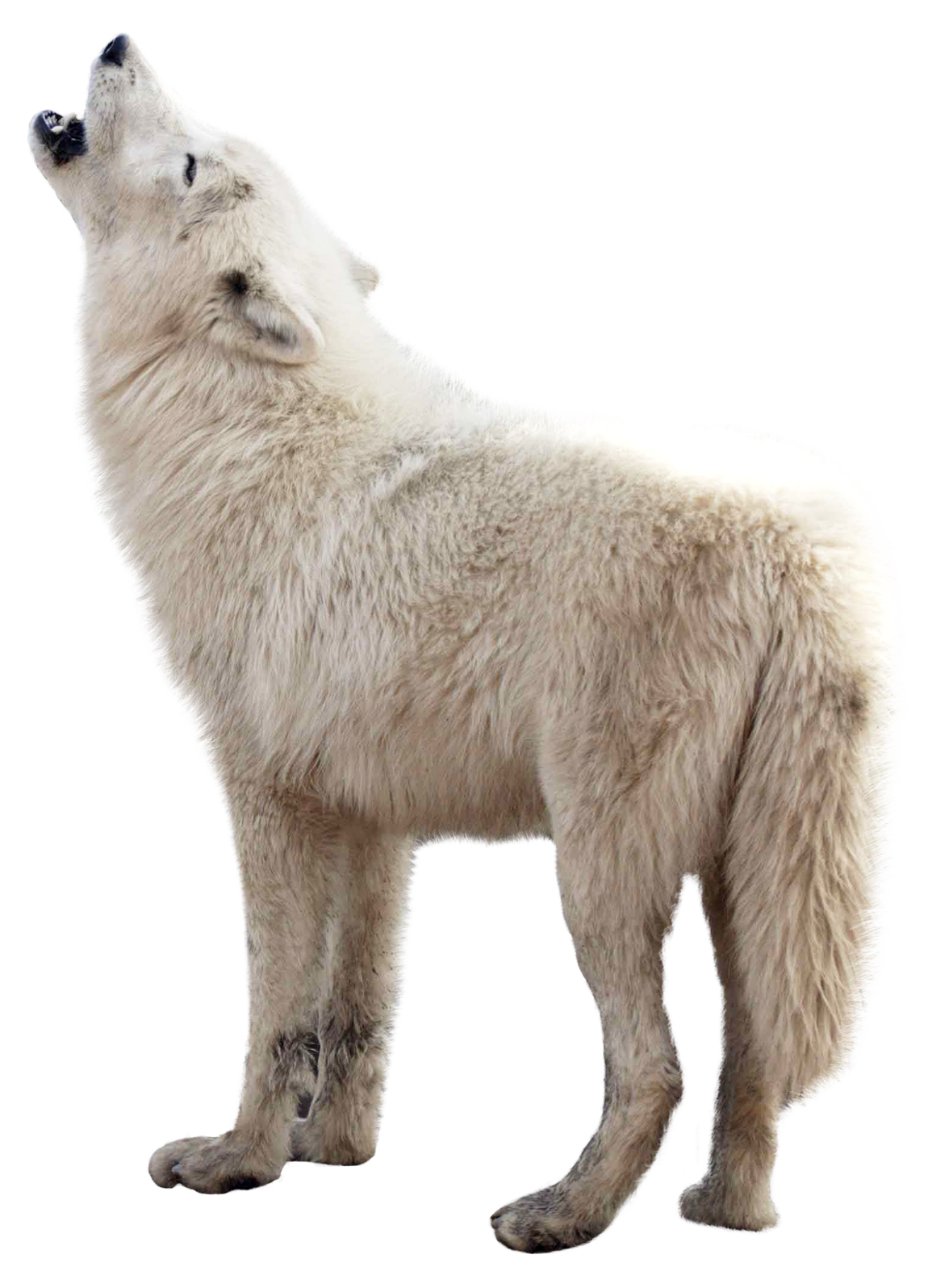 wolf png image pngpix #19463