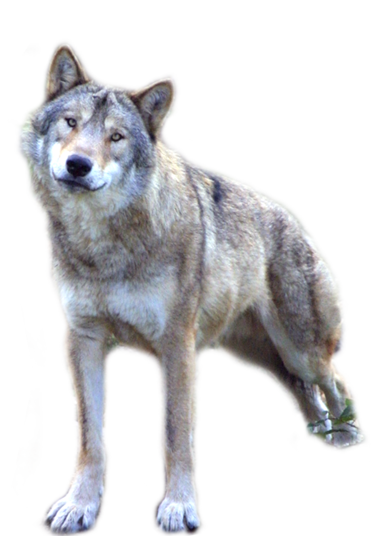 wolf png lubman deviantart #19422