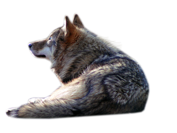 wolf png scyllawolf deviantart #19439