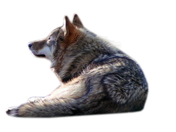 Wolf PNG transparent image download, size: 414x506px