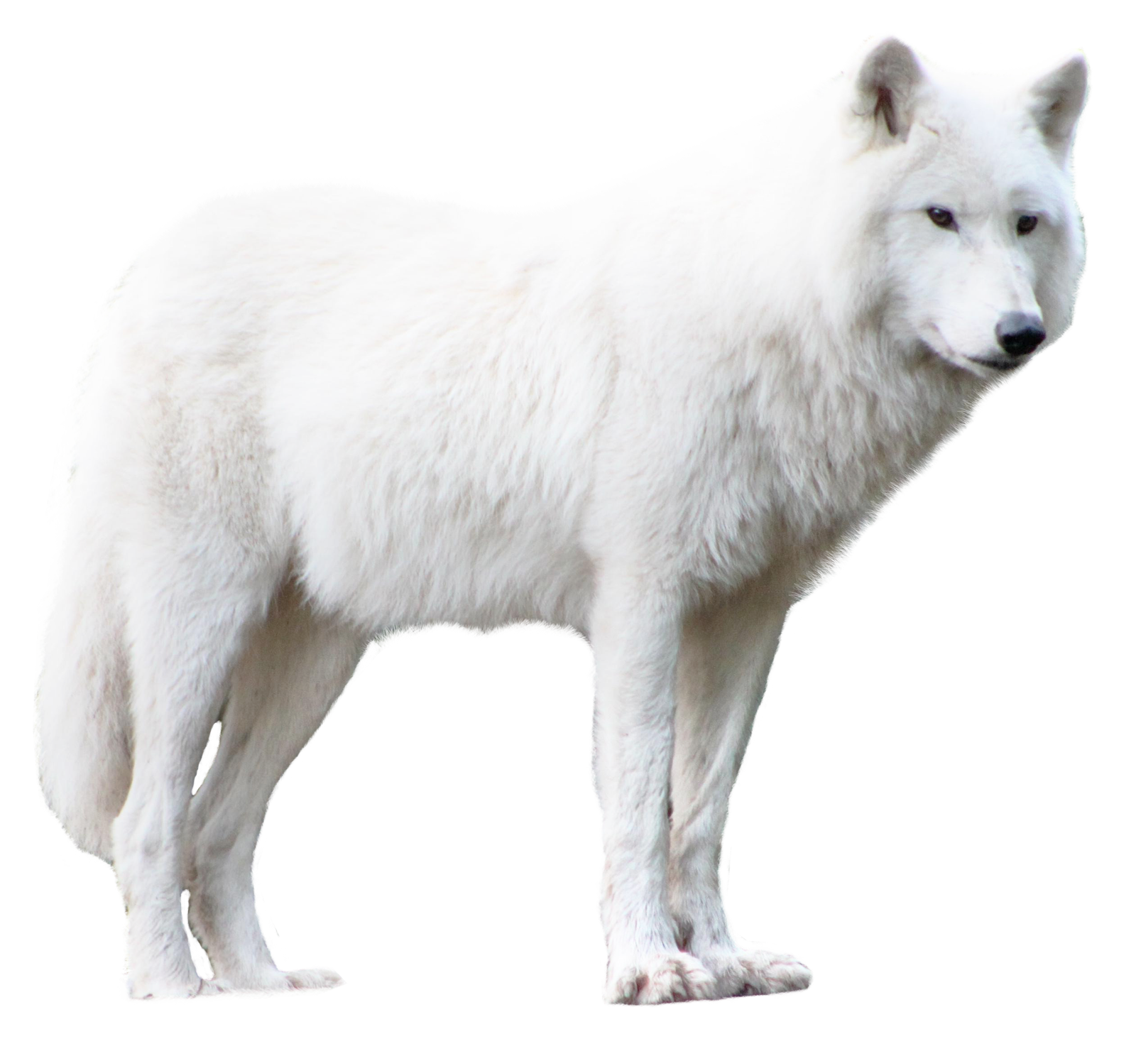 wolf png transparent image pngpix #19489