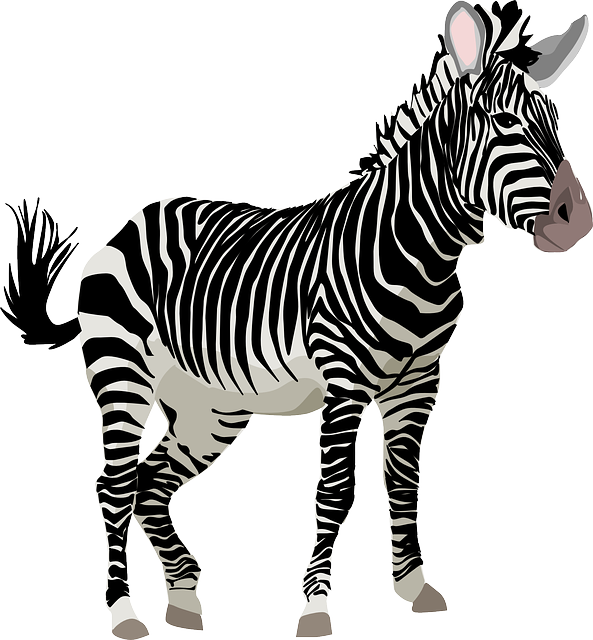 vector graphic zebra africa animal safari zoo image pixabay #29615