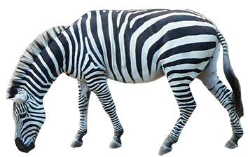 zebra, animal clip art #29640