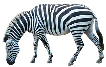 Zebra