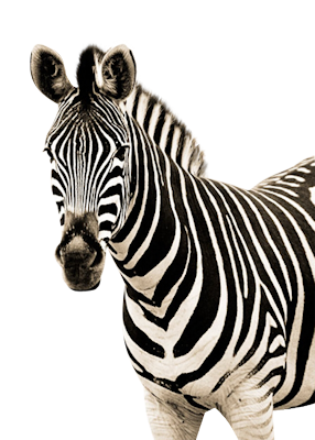 zebra, clip art graphics #29611