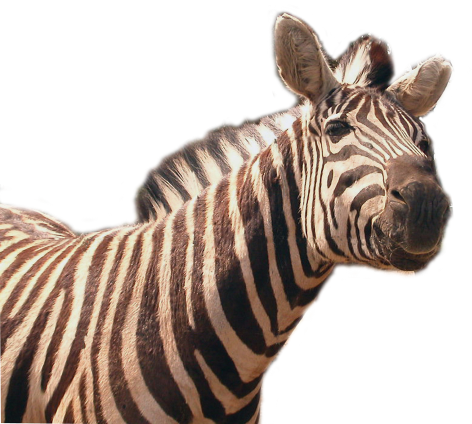 zebra png image collection for download crazypngm crazy png images download #29655