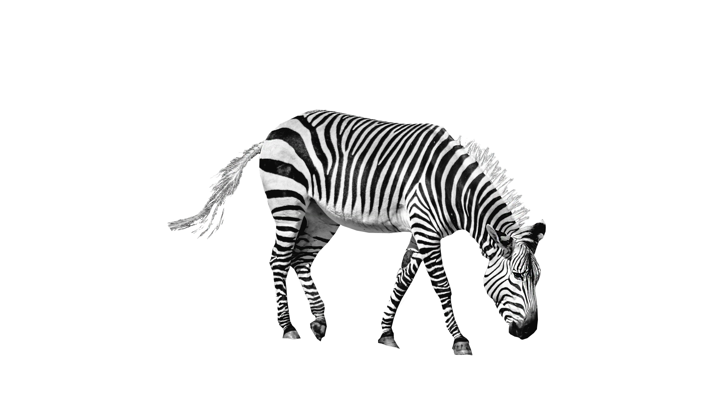 zebra png image purepng transparent png image library #29642