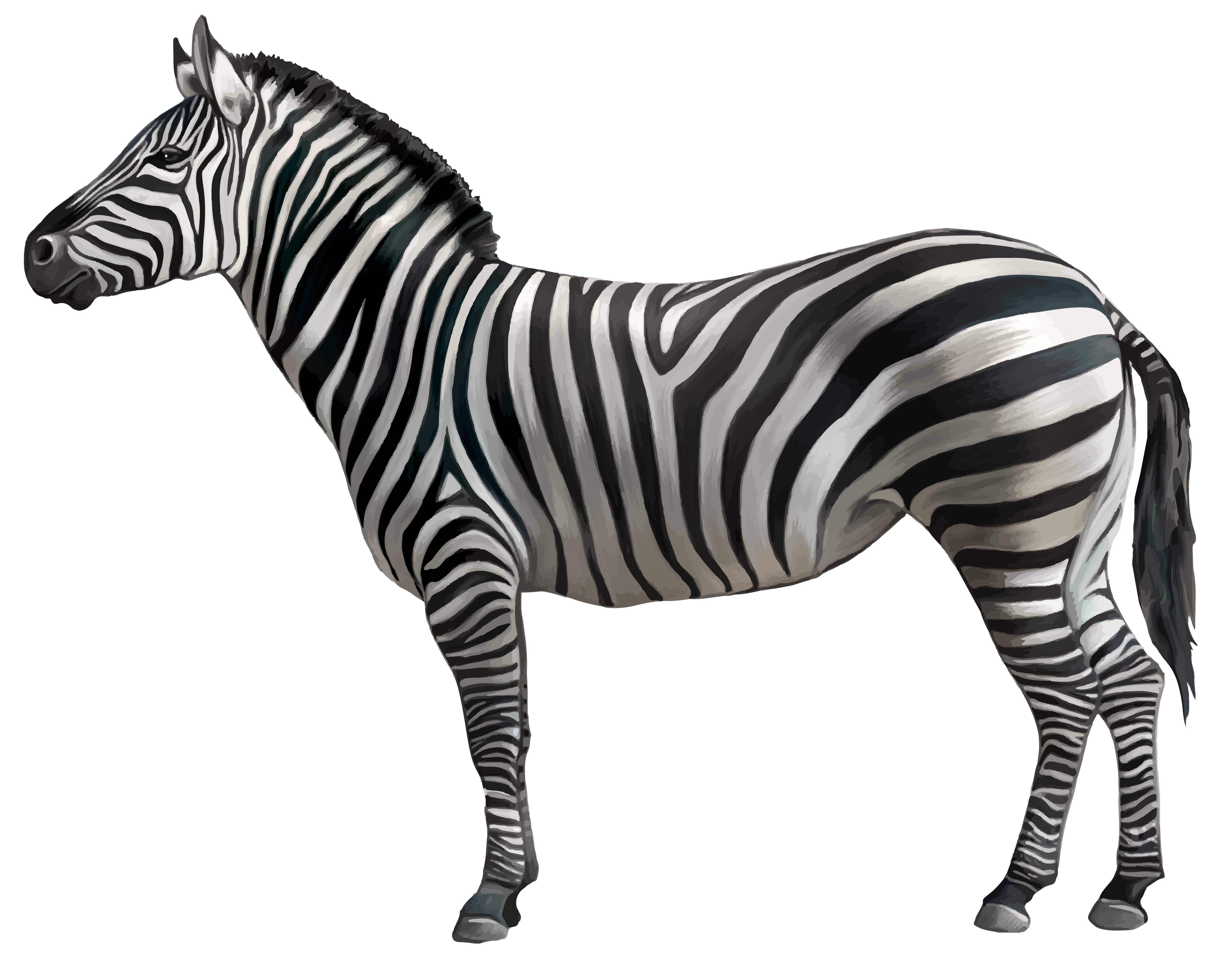 zebra png transparent images png only #29608