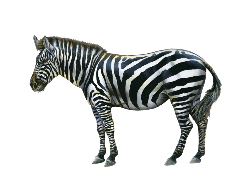 zebra png transparent zebra images pluspng #29622