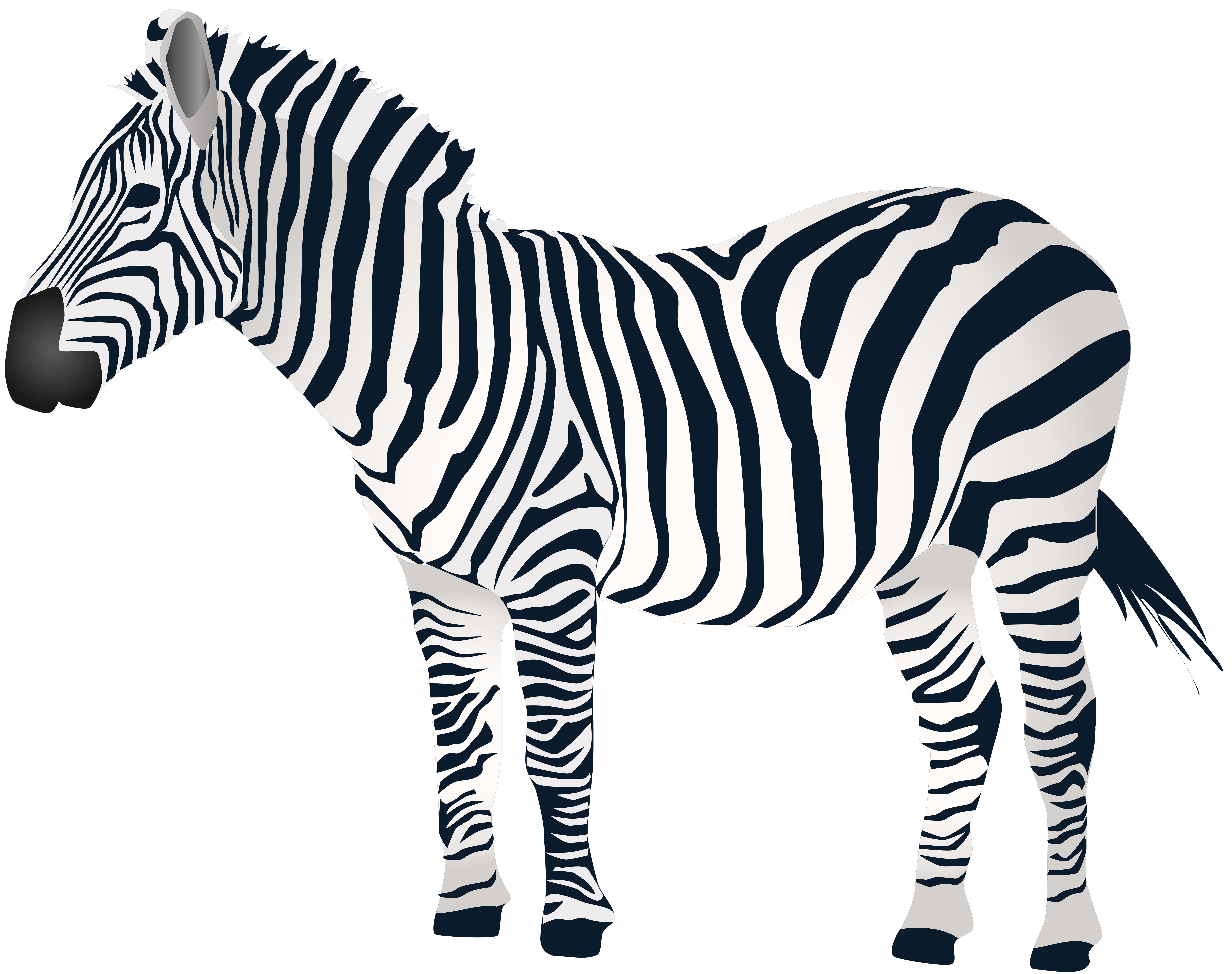 zebra png zebra transparent images pngio #29702