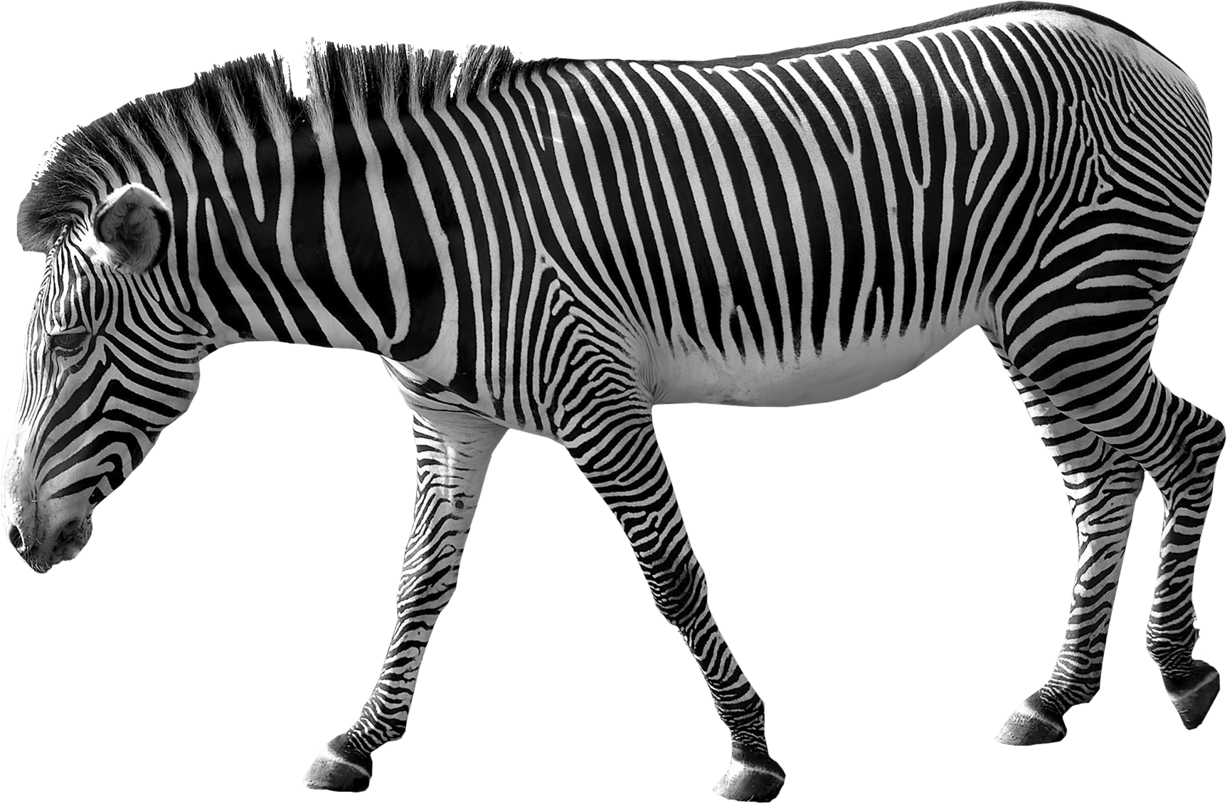 zebra print png transparent zebra print images pluspng #29709