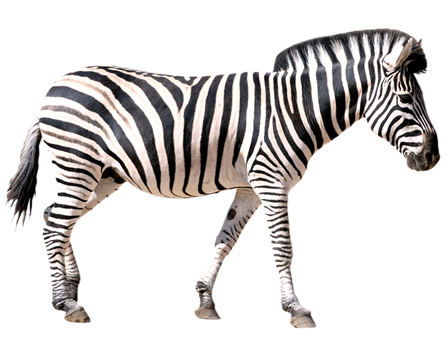 zebra sandtopia #29594