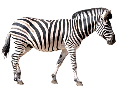 Zebra